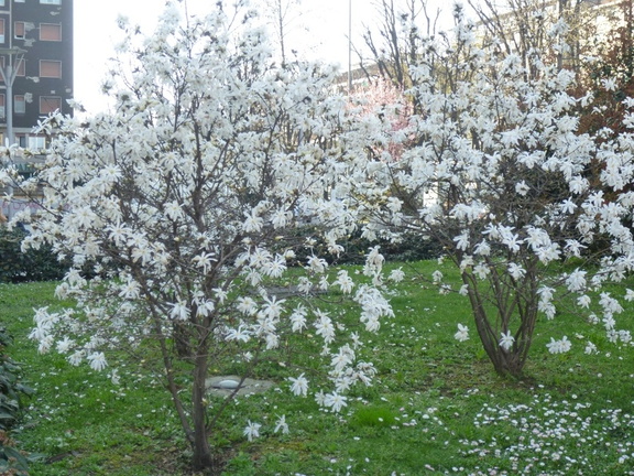 Magnolia stellata