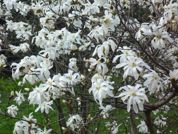 Magnolia stellata