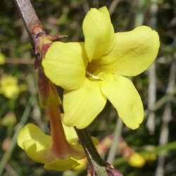 Oleaceae